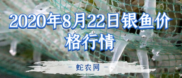 2020年8月22日银鱼价格行情、今日小银鱼多少钱一斤?