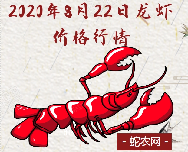 2020年8月22日龙虾价格行情、今日各种龙虾多少钱一斤?