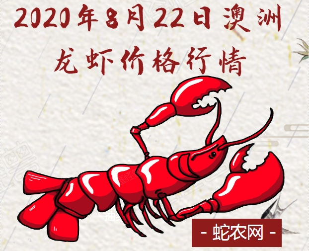 2020年8月22日澳洲龙虾价格行情、今日澳洲龙虾多少钱一斤?