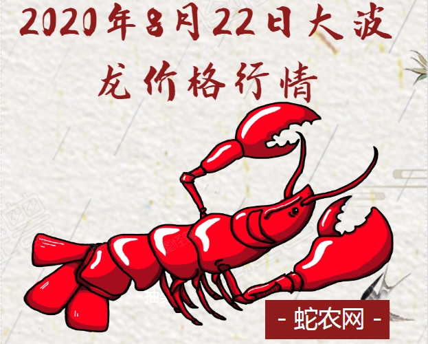 2020年8月22日大波龙价格行情、今日波士顿龙虾多少钱一斤?
