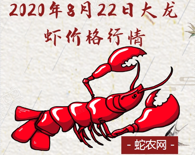 2020年8月22日大龙虾价格行情、今日大龙虾多少钱一斤?