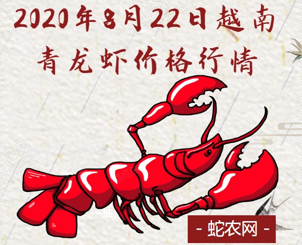 2020年8月22日越南青龙虾价格行情、今日越南青龙虾多少钱一斤?