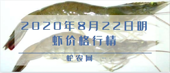 2020年8月22日明虾价格行情、今日明虾多少钱一斤?