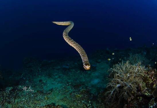 海蛇剧毒图片