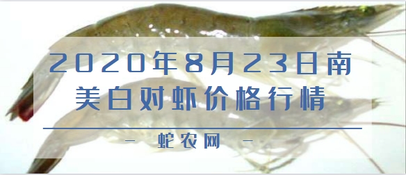 2020年8月23日南美白对虾价格行情、今日南美白对虾多少钱一斤?