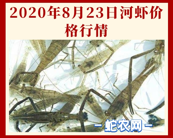 2020年8月23日河虾价格行情、今日青虾、草虾多少钱一斤?