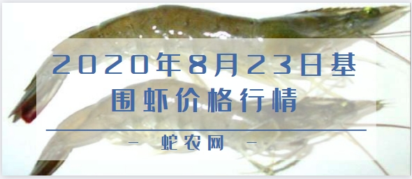 2020年8月23日基围虾价格行情、今日刀额新对虾多少钱一斤?