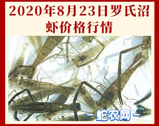 2020年8月23日罗氏沼虾价格行情、今日罗氏虾多少钱一斤?