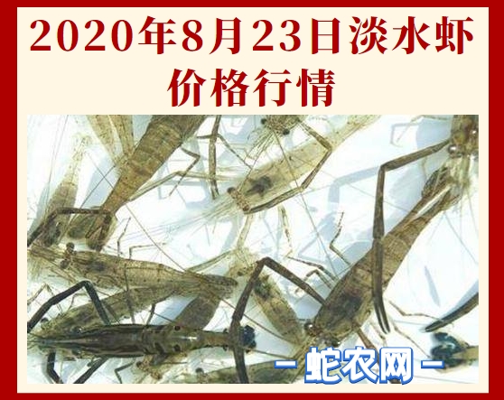 2020年8月23日淡水虾价格行情、今日淡水虾多少钱一斤?