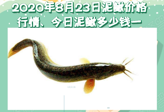 2020年8月23日泥鳅价格行情、今日泥鳅多少钱一斤?