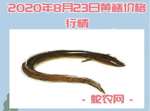 2020年8月23日黄鳝价格行情、今日黄鳝多少钱一斤？