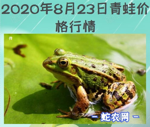 2020年8月23日青蛙价格行情、今日青蛙多少钱一斤?