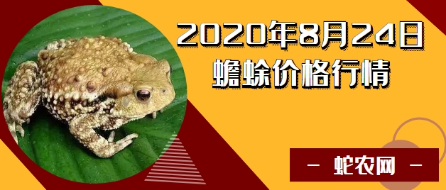2020年8月24日蟾蜍价格行情、今日蟾蜍多少钱一斤?