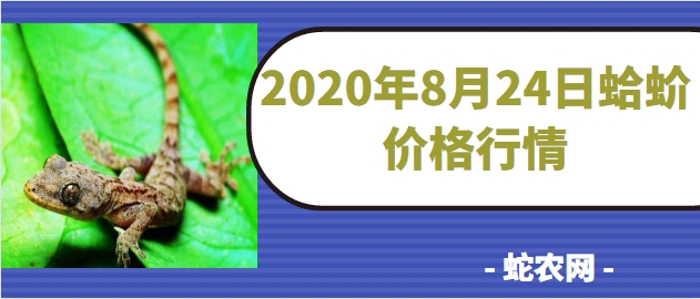 2020年8月24日蛤蚧价格行情、今日蛤蚧多少钱一对?