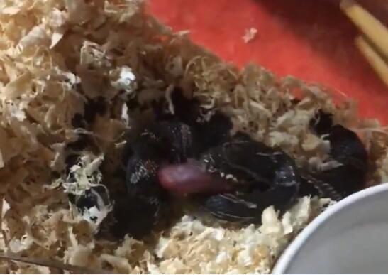 棕黑锦蛇不开食、棕黑不开食怎么办?