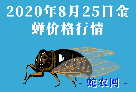 2020年8月25日金蝉价格行情、今日知了猴多少钱一斤?