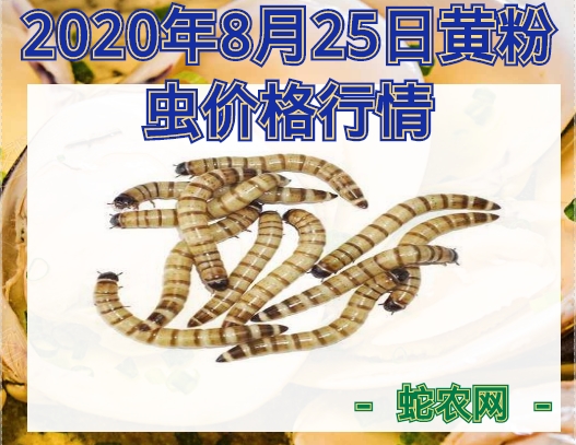 2020年8月25日黄粉虫价格行情、今日面包虫多少钱一斤?