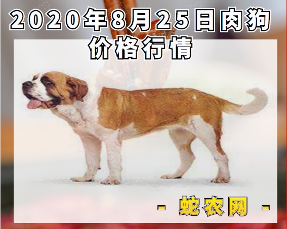 2020年8月25日肉狗价格行情、今日肉狗多少钱一斤?