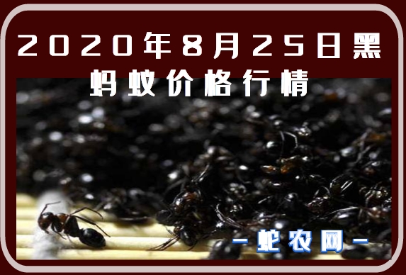 2020年8月25日黑蚂蚁价格行情、今日黑蚂蚁多少钱一斤?