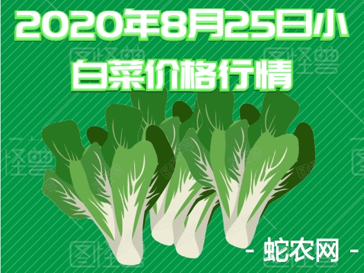 2020年8月25日小白菜价格行情、今日小白菜多少钱一斤？