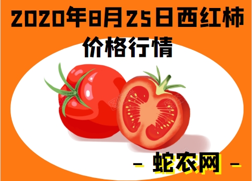 2020年8月25日西红柿价格行情、今日各种西红柿多少钱一斤?
