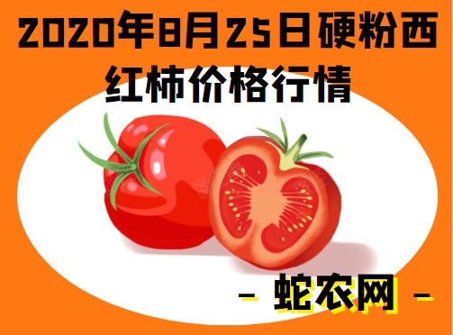 2020年8月25日硬粉西红柿价格行情、今日硬粉西红柿多少钱一斤？