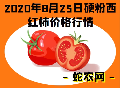 2020年8月25日硬粉西红柿价格行情、今日硬粉西红柿多少钱一斤?