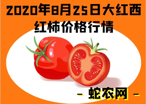 2020年8月25日大红西红柿价格行情、今日大红西红柿多少钱一斤？