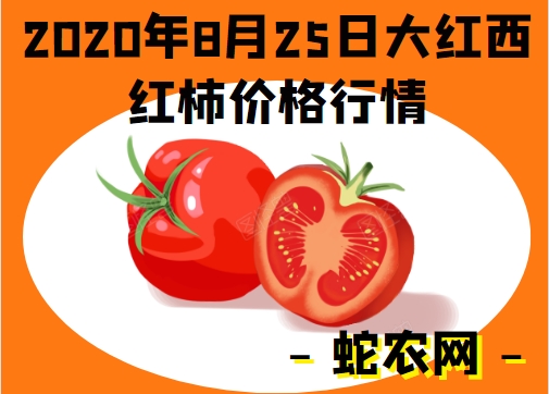 2020年8月25日大红西红柿价格行情、今日大红西红柿多少钱一斤?
