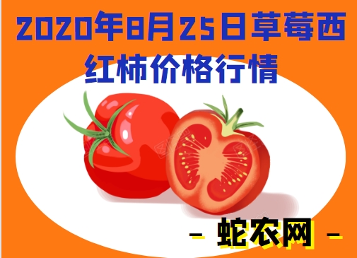 2020年8月25日草莓西红柿价格行情、今日草莓柿子多少钱一斤？