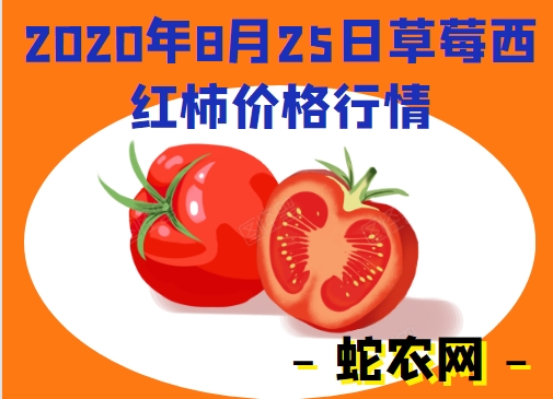 2020年8月25日草莓西红柿价格行情、今日草莓柿子多少钱一斤?