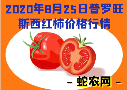 2020年8月25日普罗旺斯西红柿价格行情、今日普罗旺斯西红柿多少钱一斤？