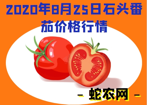 2020年8月25日石头番茄价格行情、今日石头番茄多少钱一斤?