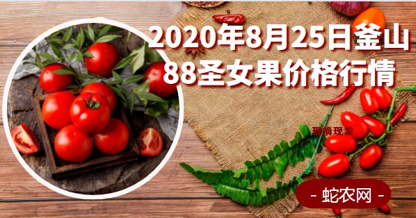 2020年8月25日釜山88圣女果价格行情、今日釜山88圣女果多少钱一斤?