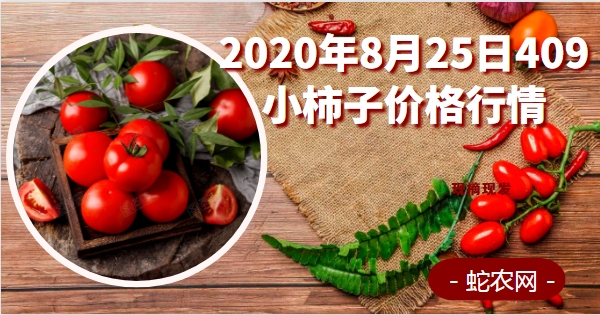 2020年8月25日409小柿子价格行情、今日409小柿子圣女果多少钱一斤?