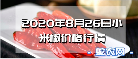 2020年8月26日小米椒价格行情、今日小米椒多少钱一斤？