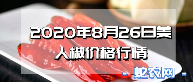 2020年8月26日美人椒价格行情、今日美人椒多少钱一斤?