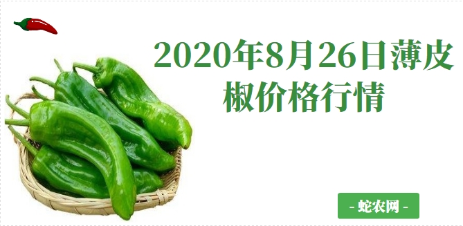 2020年8月26日薄皮椒价格行情、今日薄皮椒多少钱一斤?