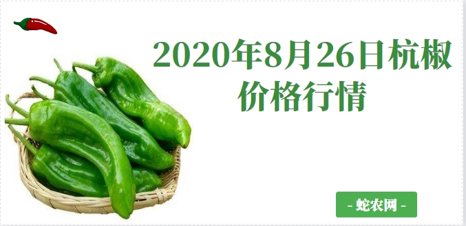 2020年8月26日杭椒价格行情、今日杭椒多少钱一斤?