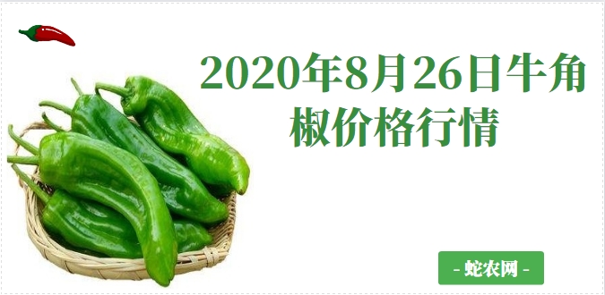 2020年8月26日牛角椒价格行情、今日牛角椒多少钱一斤?