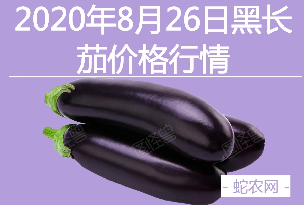 2020年8月26日黑长茄价格行情、今日黑亮长茄多少钱一斤?