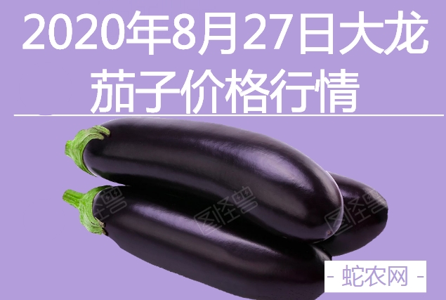 2020年8月27日大龙茄子价格行情、今日大龙茄子多少钱一斤？