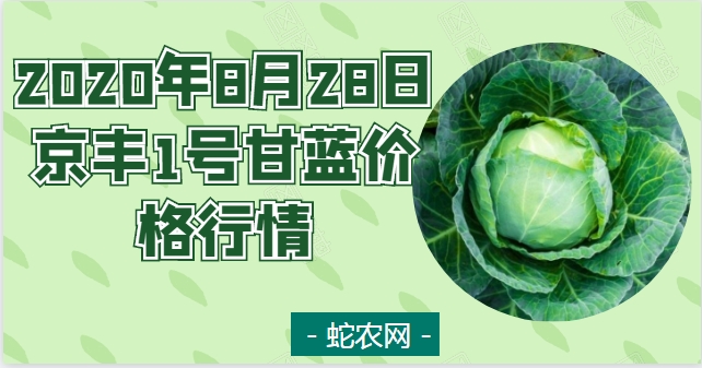 2020年8月28日京丰1号甘蓝价格行情、今日京丰1号甘蓝多少钱一斤?