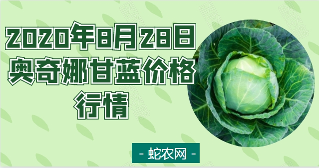 2020年8月28日奥奇娜甘蓝价格行情、今日奥奇娜甘蓝多少钱一斤?