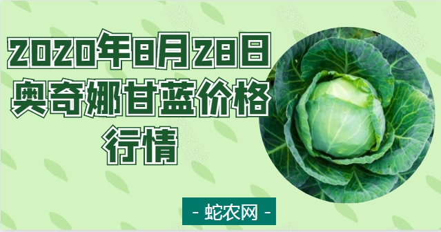 2020年8月28日奥奇娜甘蓝价格行情、今日奥奇娜甘蓝多少钱一斤？