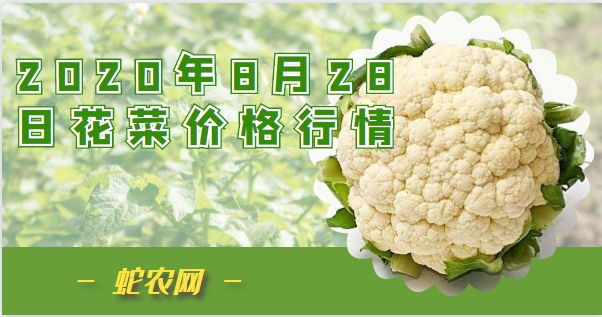 2020年8月28日花菜价格行情、今日菜花、花椰菜多少钱一斤?
