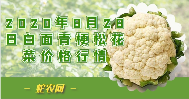 2020年8月28日白面青梗松花菜价格行情、今日白面青梗松花菜多少钱一斤？