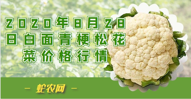 2020年8月28日白面青梗松花菜价格行情、今日白面青梗松花菜多少钱一斤?