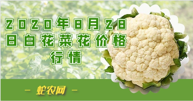 2020年8月28日白花菜花价格行情、今日白花花椰菜多少钱一斤？
