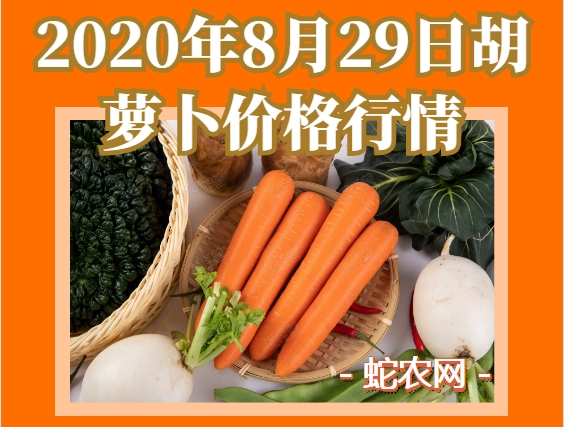 2020年8月29日胡萝卜价格行情、今日胡萝卜多少钱一斤？